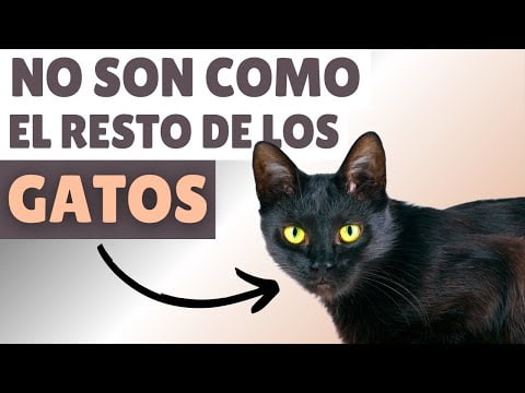 Descubre las características de los gatos negros: Todo lo que necesitas saber