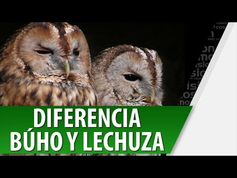 Diferencias: Búho vs Lechuza - ¿Cómo distinguirlos?