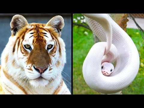 Descubre los animales exóticos más fascinantes del planeta