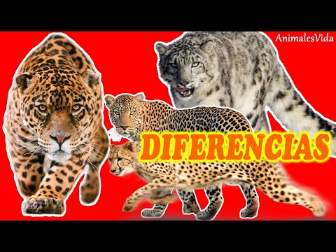 Diferencia entre leopardo y guepardo: ¿Cuál es más rápido? Diferencia entre leopardo y guepardo: ¿Cuál es más rápido?