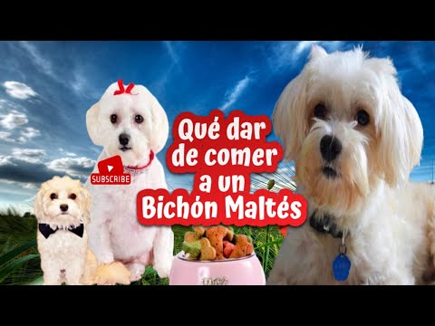 Bichón Maltés: La raza de perro perfecta para ti