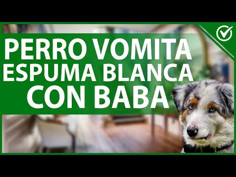 Causas y tratamientos para el vómito de espuma blanca en mi perro Causas y tratamientos para el vómito de espuma blanca en mi perro