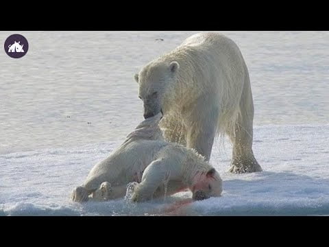 Descubre el peso exacto de un oso polar.