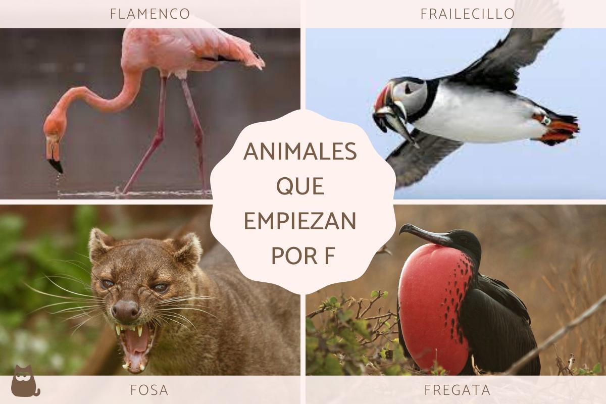 10 animales fascinantes que empiezan por la letra F