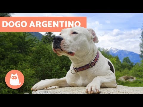 Dogo Argentino: La Raza Canina más Valiente y Leal