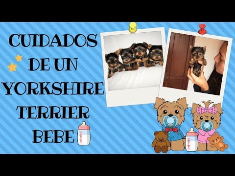 Descubre el encanto del Yorkshire Terrier: información y cuidados. Descubre el encanto del Yorkshire Terrier: información y cuidados.