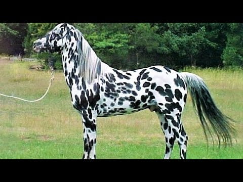 Descubre los 10 caballos más bonitos del mundo - ¡Fotos impresionantes! Descubre los 10 caballos más bonitos del mundo - ¡Fotos impresionantes!
