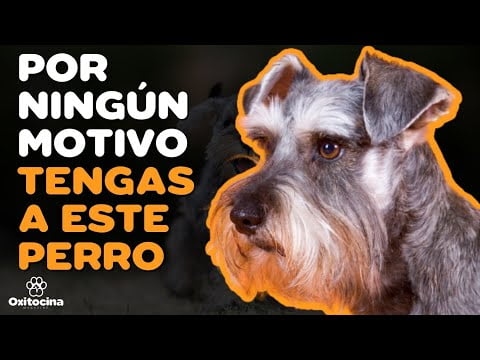 Schnauzer Miniatura: La Raza Perfecta para tu Hogar