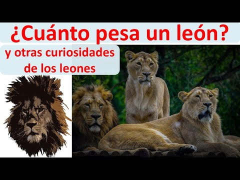 Peso del león: ¿Cuánto pesa realmente el rey de la selva? Peso del león: ¿Cuánto pesa realmente el rey de la selva?