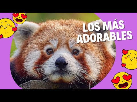 Los 35 animales más adorables que no puedes dejar de ver Los 35 animales más adorables que no puedes dejar de ver
