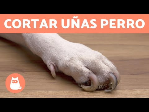 Cómo cortar las uñas de tu perro en casa: Guía paso a paso