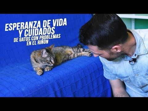 ¿Cuánto tiempo vive un gato? Descubre su esperanza de vida