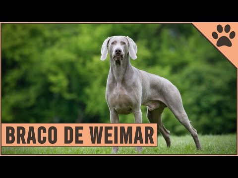 Descubre todo sobre el Braco de Weimar o Weimaraner