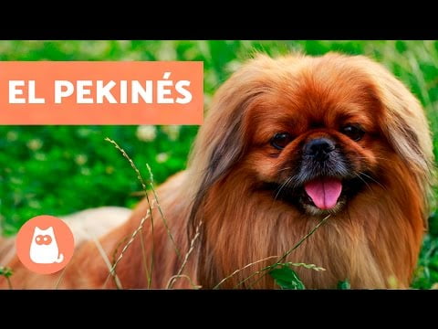 Descubre todo sobre el perro pekinés: características y cuidados