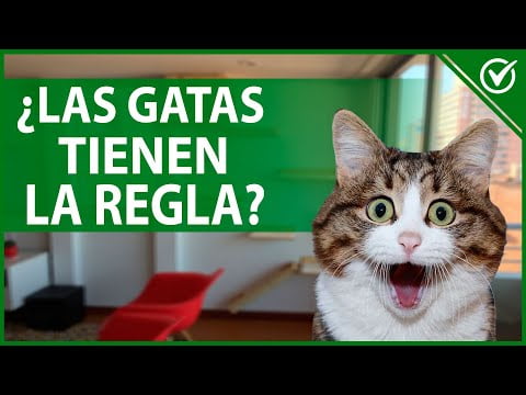 ¿Las gatas menstrúan? Todo lo que necesitas saber