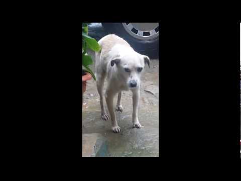 Pene de perro: Anatomía, características y enfermedades explicadas Pene de perro: Anatomía, características y enfermedades explicadas