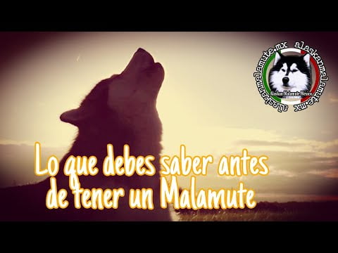 Descubre todo sobre el Alaskan Malamute: Características y cuidados