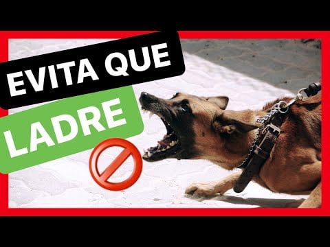 ¿Perro ladra y te han denunciado? Aquí están los consejos para solucionarlo