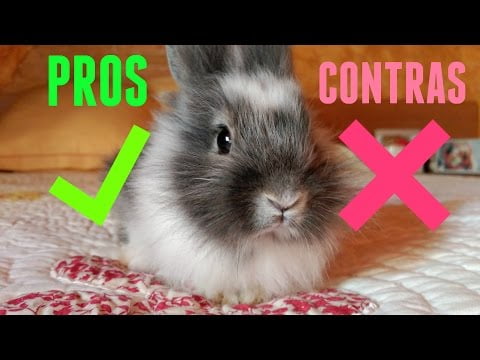 Pros y contras de tener un conejo como mascota