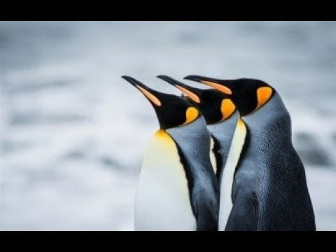 Descubre los diferentes tipos de pingüinos: guía completa Descubre los diferentes tipos de pingüinos: guía completa