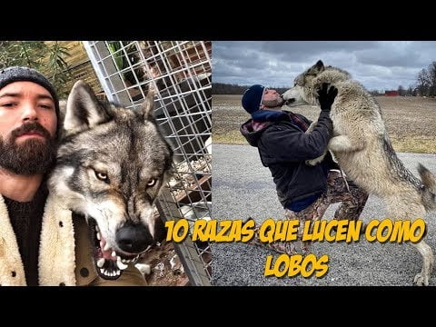 15 razas de perros similares a lobos: descubre estas increíbles mascotas