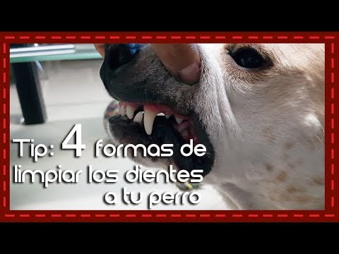 Consejos para limpiar los dientes de tu perro