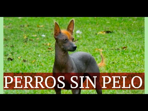 Perros sin pelo: las mejores razas para hogares libres de pelos