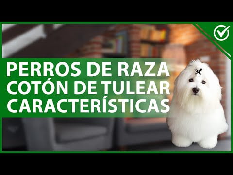 Coton de Tuléar: la raza de perro más adorable y amorosa