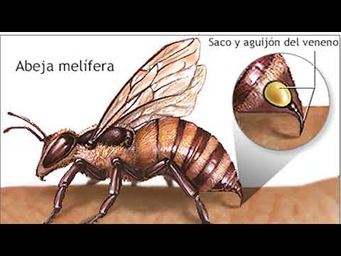 Descubre los tipos de abejas más comunes: Guía completa