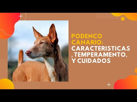 Descubre el encanto del Podenco Canario: características y cuidados