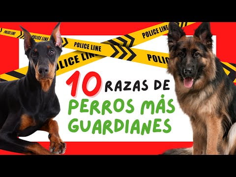 Descubre las mejores razas de perros blanco y negro