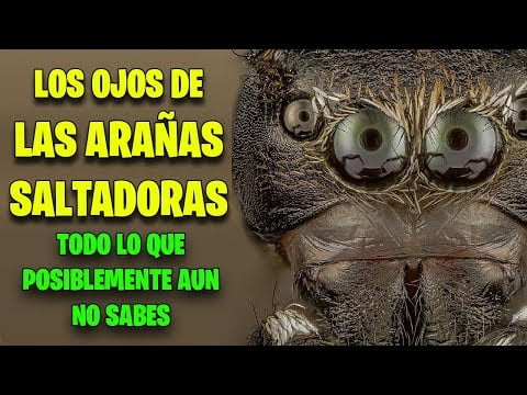 Los ojos de las arañas: ¿cuántos son y cómo funciona su visión? Los ojos de las arañas: ¿cuántos son y cómo funciona su visión?