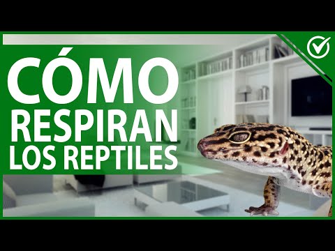 Respiración en reptiles: descubre cómo lo hacen