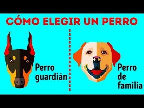 Bullmastiff: La raza de perro perfecta para ti Bullmastiff: La raza de perro perfecta para ti