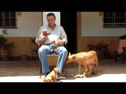 Descubre el encanto del Podenco Andaluz: características y cuidados