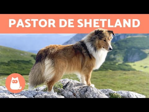 Perro Pastor de Shetland: El compañero perfecto para tu hogar Perro Pastor de Shetland: El compañero perfecto para tu hogar