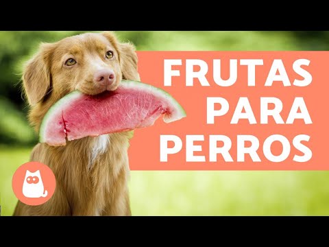 Frutas y verduras ideales para tu perro: ¡Conoce las mejores opciones!