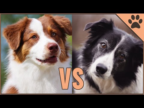 Diferencias entre border collie y pastor australiano: ¿cuál es la raza de perro adecuada para ti?