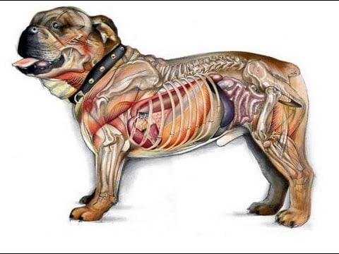 Anatomía del perro: Todo sobre su estructura externa e interna