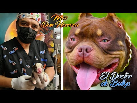 Descubre todo sobre el American Bully: características, cuidados y más