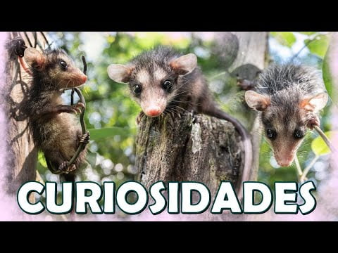Descubre todo sobre las zarigüeyas: tipos, características y hábitat Descubre todo sobre las zarigüeyas: tipos, características y hábitat