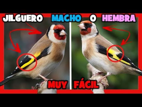 Diferenciar jilguero macho y hembra: Guía completa