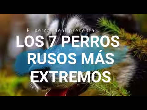 Descubre las mejores razas de perros rusos