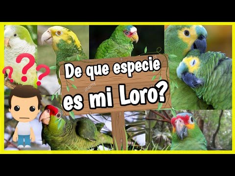Descubre los tipos de loros: Características, nombres y fotos Descubre los tipos de loros: Características, nombres y fotos