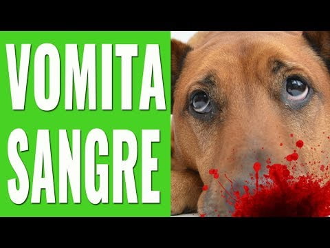 ¿Perro vomita sangre? Descubre las causas y soluciones