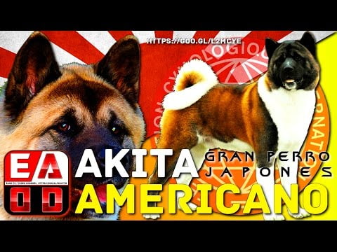 Descubre todo sobre el Akita Americano: características y cuidados