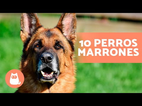 Descubre las mejores razas de perros marrones para tener como mascota