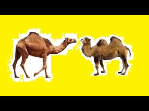 Dromedario vs Camello: ¿Cuáles son las diferencias? Dromedario vs Camello: ¿Cuáles son las diferencias?