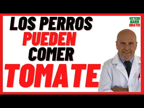 Perros y tomate: ¿Es seguro para ellos comerlo?