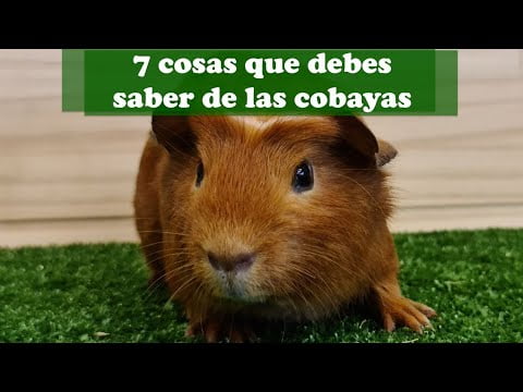 Cobaya skinny: todo lo que necesitas saber sobre esta raza Cobaya skinny: todo lo que necesitas saber sobre esta raza